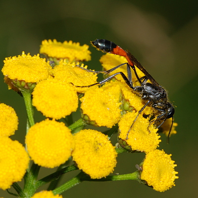 almindelig sandhveps Ammophila sabulosa