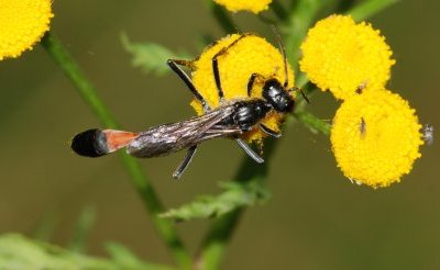 almindelig sandhveps Ammophila sabulosa