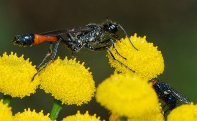 almindelig sandhveps Ammophila sabulosa