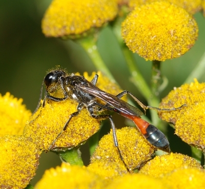 almindelig sandhveps Ammophila sabulosa