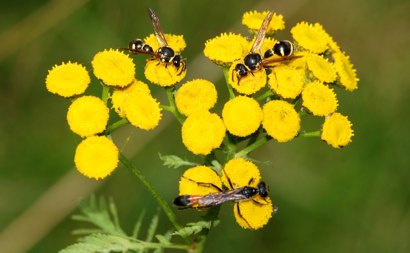 almindelig sandhveps Ammophila sabulosa