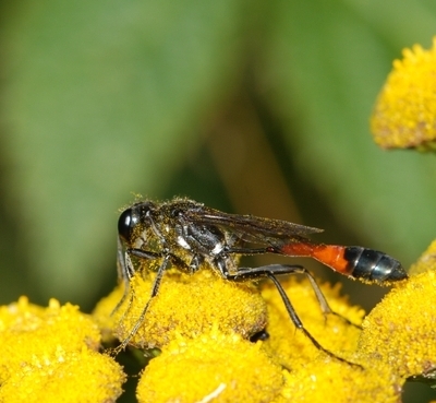 almindelig sandhveps Ammophila sabulosa