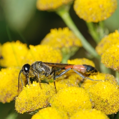 almindelig sandhveps Ammophila sabulosa