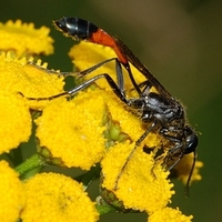 almindelig sandhveps Ammophila sabulosa