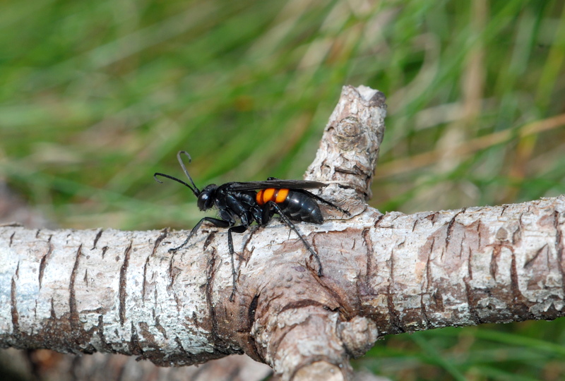 almindelig vejhveps Anoplius viaticus