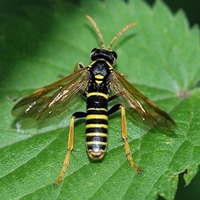 bladhveps kongelysbladhveps Tenthredo scrophulariae