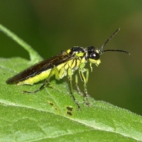 savhveps bladhveps Symphyta