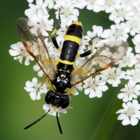 årevingede Hymenoptera sp