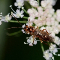 årevingede Hymenoptera sp