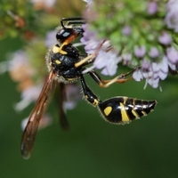 årevingede Hymenoptera sp