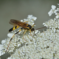 årevingede Hymenoptera sp