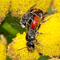 årevingede Hymenoptera sp