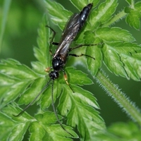 årevingede Hymenoptera sp