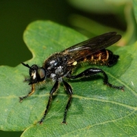 årevingede Hymenoptera sp