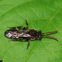 årevingede Hymenoptera sp