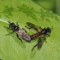 årevingede Hymenoptera sp