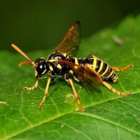 årevingede Hymenoptera sp