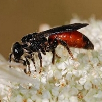 årevingede Hymenoptera sp