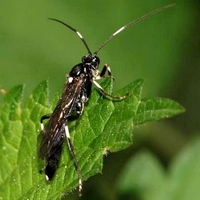 årevingede Hymenoptera sp