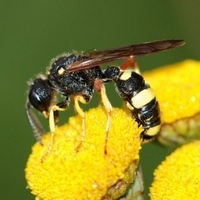 årevingede Hymenoptera sp