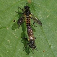 årevingede Hymenoptera sp