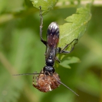 årevingede Hymenoptera sp