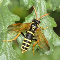 årevingede Hymenoptera sp