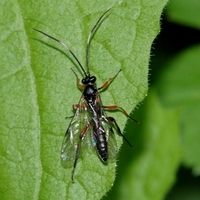 årevinget Hymenoptera sp