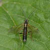 årevingede Hymenoptera sp