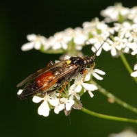 årevingede Hymenoptera sp