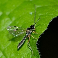 årevinget Hymenoptera sp