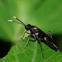 årevingede Hymenoptera sp