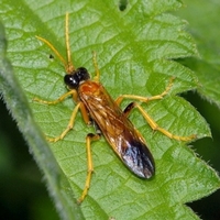 årevingede Hymenoptera sp