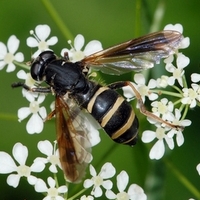 årevingede Hymenoptera sp