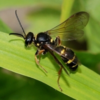 årevingede Hymenoptera sp