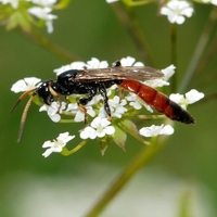 årevingede Hymenoptera sp