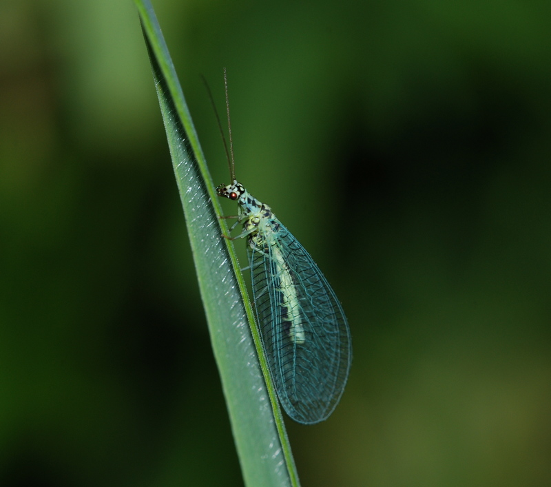 guldøje Chrysopa carnea