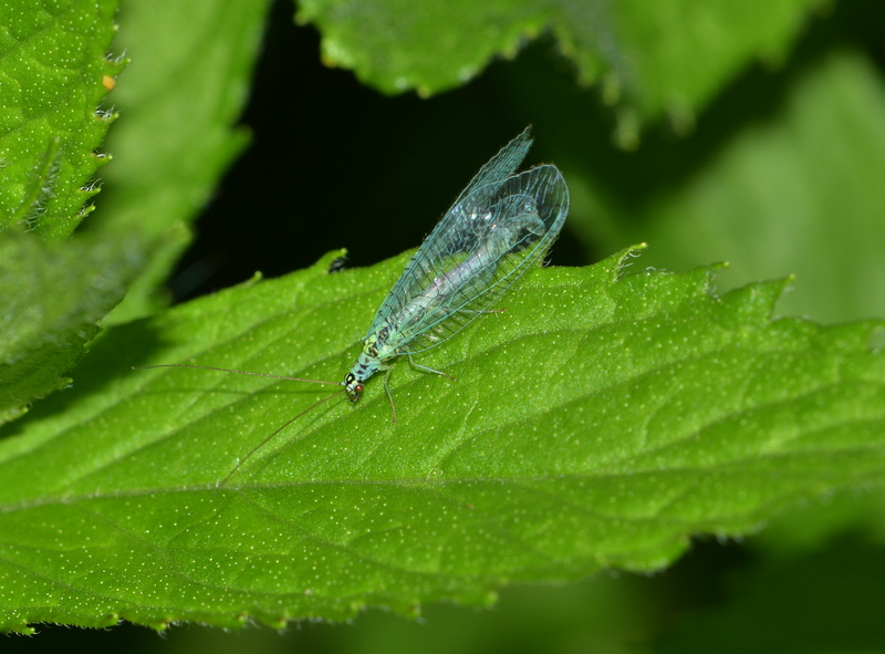 guldøje Chrysopa carnea