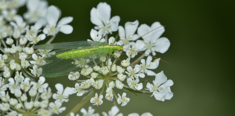 guldøje Chrysopa carnea