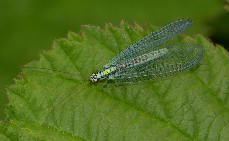 guldøje Chrysopa carnea