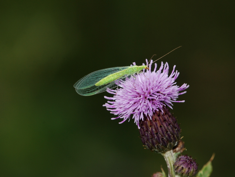 guldøje Chrysopa carnea