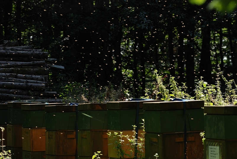 bistader med honningbier