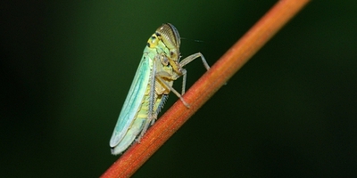 grøn sumpcikade Cicadella viridis