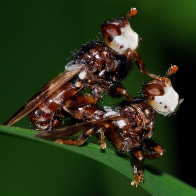 fluer Sicus ferrugineus