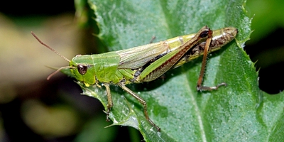 græshopper Orthoptera