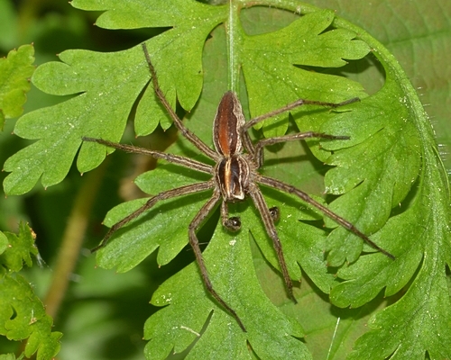 jagtedderkop Lycosidae