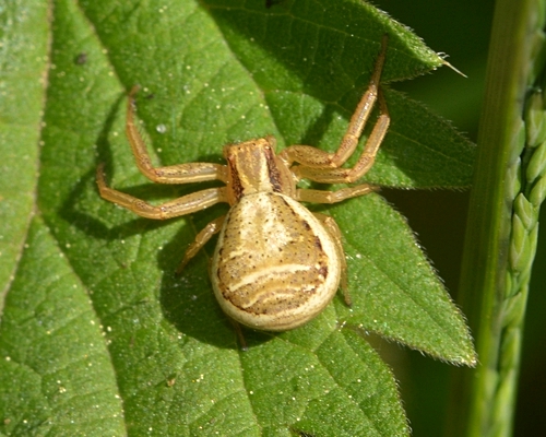 krabbeedderkop Thomisidae