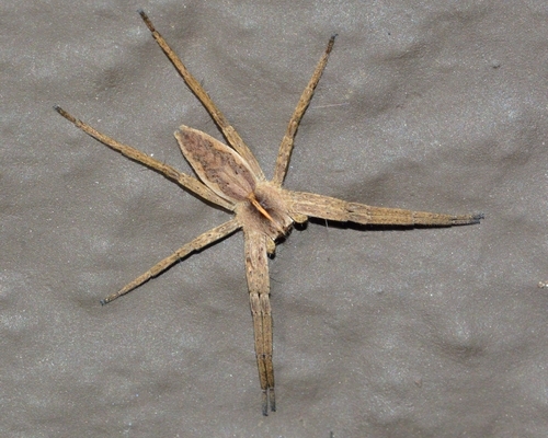 rovedderkop Pisauridae