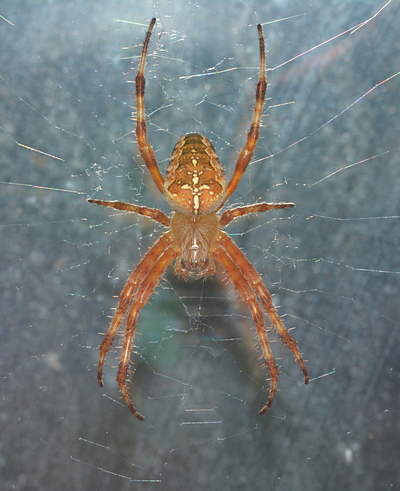 korsedderkop Araneus diadematus