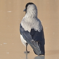 gråkrage Corvus cornix